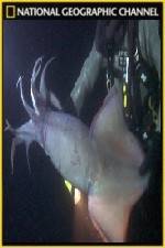 Watch National Geographic Hooked Squid Invasion 9Movies