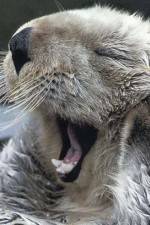 Watch Sea Otters - A Million Dollar Baby 9Movies