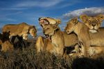 Watch Lion Gangland 9Movies
