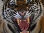 Watch 20 Animals That Will Kill You 9Movies