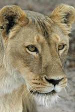 Watch Last Lioness: National Geographic 9Movies