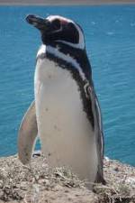 Watch National Geographic Wild Chronicles: Penguins 9Movies