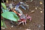 Watch March of the Crabs 9Movies
