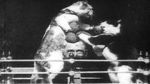 Watch The Boxing Cats (Prof. Welton\'s) 9Movies