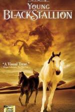 Watch The Young Black Stallion 9Movies