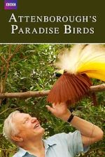 Watch Attenborough's Paradise Birds 9Movies