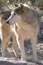Watch National Geographic : Mystery of the Wolf 9Movies