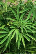 Watch Cannabis Whats The Harm Part 1 9Movies