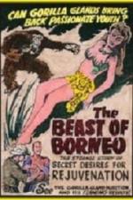 Watch The Beast of Borneo 9Movies