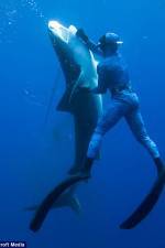Watch Dive to Tiger Shark Central 9Movies