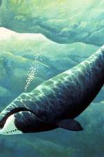 Watch Nature Fellowship of the Whales 9Movies