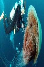 Watch Monster Jellyfish 9Movies