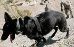Watch SEAL Dog 9Movies