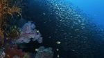 Watch Wild Window: Bejeweled Fishes 9Movies