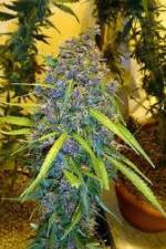 Watch Marijuana: It�s Time for a Conversation 9Movies