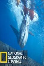 Watch National Geographic Shark Men Surfs Up 9Movies