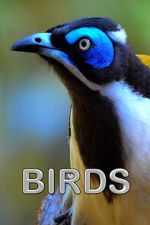 Watch Birds (Short 2021) 9Movies