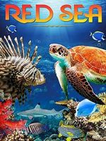 Watch Red Sea 4K 9Movies