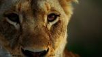 Watch Malika the Lion Queen 9Movies