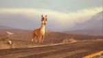 Watch Caminandes: Llama Drama (Short 2014) 9Movies