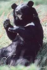 Watch National Geographic Wild : Black Bears Unleashed 9Movies