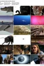 Watch History Channel Evolve: Sex 9Movies