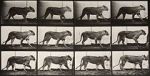 Watch Lioness Walking 9Movies