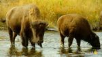 Watch The Last Buffalo 9Movies