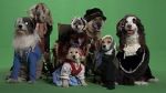 Watch Heidi 4 Paws 9Movies
