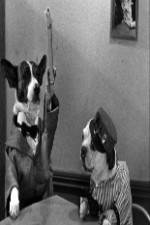 Watch The Two Barks Brothers 9Movies