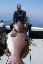Watch National Geographic: Monster Fish - Nile Giant 9Movies