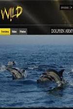 Watch National Geographic Wild Dolphin Army 9Movies