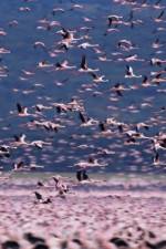 Watch The Crimson Wing Mystery of the Flamingos 9Movies