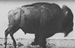 Watch Buffalo Running 9Movies