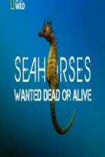 Watch National Geographic - Wild Seahorses Wanted Dead Or Alive 9Movies