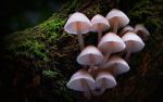 Watch Fungi: The Web of Life 9Movies