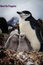 Watch Meet the Penguins 9Movies