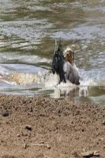 Watch National Geographic Wild Blood River 9Movies