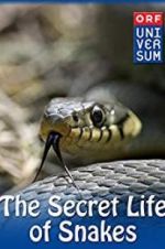 Watch The Secret Life of Snakes 9Movies