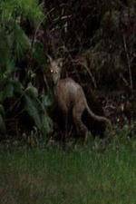 Watch National Geographic Hunt For El Chupacabra 9Movies