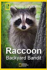 Watch Raccoon: Backyard Bandit 9Movies
