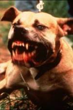Watch Dogfighting Undercover 9Movies