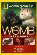 Watch National Geographic In The Womb Cats 9Movies