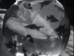 Watch Bocal aux poissons-rouges 9Movies