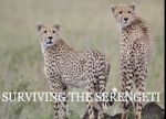 Watch Surviving the Serengeti 9Movies
