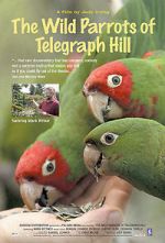 Watch The Wild Parrots of Telegraph Hill 9Movies