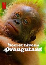 Watch Secret Lives of Orangutans 9Movies