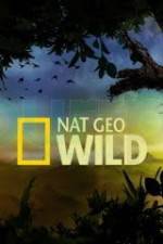 Watch Wild Tiger Queen 9Movies