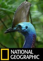 Watch Dino Bird 9Movies