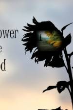 Watch The Sunflower and the Sun God 9Movies
